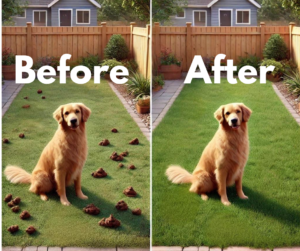 Before and After yard